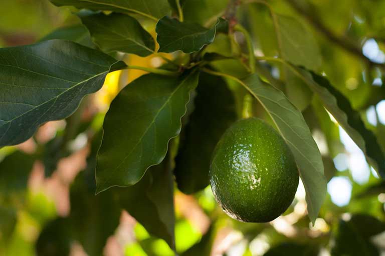 Fruit Maturity & Quality Monitoring